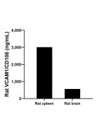 Rat VCAM-1/CD106 Recombinant Matched Antibody Pair, PBS Only MP02692-2 proteintech