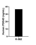 PDE4D Recombinant Matched Antibody Pair, PBS Only MP02729-1 proteintech