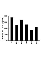 ALCAM Recombinant Matched Antibody Pair, PBS Only MP02780-1 proteintech