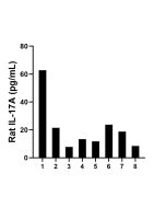 Rat IL-17A Recombinant Matched Antibody Pair, PBS Only MP02830-1 proteintech