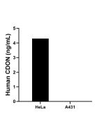 CDON Recombinant Matched Antibody Pair, PBS Only MP02877-1 proteintech