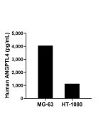 ANGPTL4 Recombinant Matched Antibody Pair, PBS Only MP02878-2 proteintech