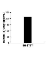 TSPAN14 Recombinant Matched Antibody Pair, PBS Only MP02883-1 proteintech