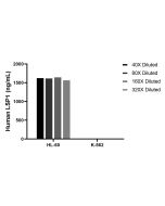 LSP1 Recombinant Matched Antibody Pair, PBS Only MP03007-1 proteintech