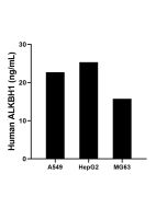ALKBH1 Recombinant Matched Antibody Pair, PBS Only MP03012-2 proteintech