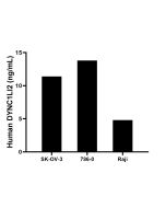 DYNC1LI2 Recombinant Matched Antibody Pair, PBS Only MP03059-1 proteintech