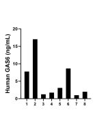 GAS6 Recombinant Matched Antibody Pair, PBS Only MP03067-1 proteintech