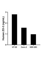 ZO-3 Recombinant Matched Antibody Pair, PBS Only MP03141-1 proteintech
