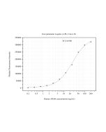 ARSB Monoclonal Matched Antibody Pair, PBS Only MP51185-1 proteintech