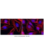 CoraLite®594-Phalloidin (red) PF00003 proteintech