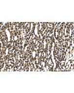 Multi-rAb® PARK7/DJ-1 Multi-Recombinant antibody RMX00059 proteintech