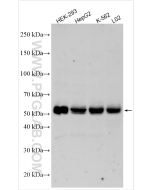 HRP-conjugated Goat Anti-Guinea pig IgG(H+L) SA00001-12 proteintech
