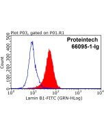 Fluorescein (FITC)–conjugated Goat Anti-Mouse IgG(H+L) SA00003-1 proteintech