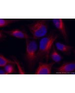 CoraLite594-conjugated Recombinant Rabbit Anti-Mouse IgG Kappa Light Chain SA00014-2 proteintech