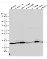Bcl2 Polyclonal antibody Proteintech  26593-1-AP