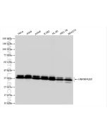 HNRNPA2B1 Recombinant monoclonal antibody Proteintech  83773-7-RR