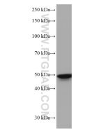 TFAP2A/AP-2 Monoclonal antibody Proteintech  67076-1-Ig