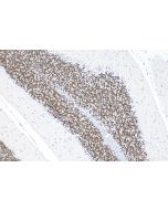 NeuN Monoclonal antibody Proteintech  66836-1-Ig