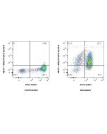 Anti-Human CXCL8/IL-8 Rabbit Recombinant Antibody Proteintech  98137-1-RR