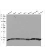 Histone H3 Polyclonal antibody Proteintech  17168-1-AP