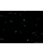 CoraLite? Plus 488 Anti-Mouse CD4 (RM4-5) Proteintech  CL488-65141