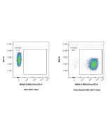 Anti-Mouse IL-15RA Rabbit Recombinant Antibody Proteintech  98406-2-RR