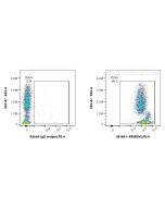 Anti-Human Beta-2-Microglobulin Rabbit Recombinant Antibody Proteintech  98165-1-RR
