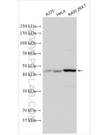 GPRC5A,RAI3 Polyclonal antibody Proteintech  10309-1-AP