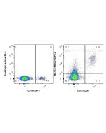 Anti-Human CD74 Rabbit Recombinant Antibody Proteintech  98478-2-RR