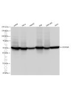 DDX39A Recombinant monoclonal antibody Proteintech  83083-5-RR
