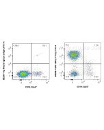 Anti-Human CD5 (L17F12) Mouse IgG2a Recombinant Antibody Proteintech  65599-1-MR