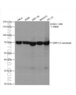 DRP1 (C-terminal) Recombinant monoclonal antibody Proteintech  81561-1-RR