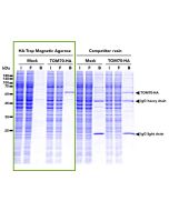 ChromoTek HA-Trap Magnetic Agarose atma proteintech