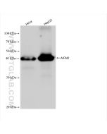 AIFM2/ FSP1 Recombinant monoclonal antibody Proteintech  82974-1-RR