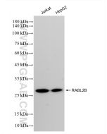 RABL2B Recombinant monoclonal antibody Proteintech  83470-3-RR