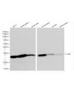 CBX1 Recombinant monoclonal antibody Proteintech  83248-4-RR