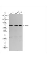 PGM5 Recombinant monoclonal antibody Proteintech  82965-1-RR