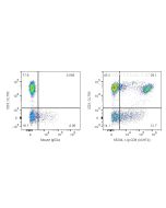 Anti-Human CD8 (UCHT4) Proteintech  65204-1-Ig
