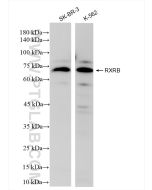 RXRB Recombinant monoclonal antibody Proteintech  84656-4-RR