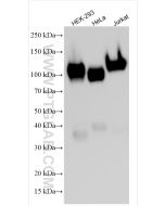 Anti-Human CD107a / LAMP1 (H4A3) Proteintech  65051-1-Ig