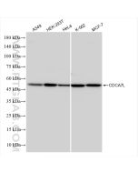 CDCA7L Recombinant monoclonal antibody Proteintech  83682-4-RR