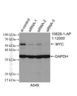 c-MYC Polyclonal antibody Proteintech  10828-1-AP