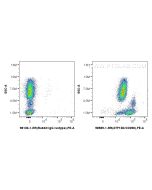 Anti-Human ATP1B3 Rabbit Recombinant Antibody Proteintech  98589-1-RR