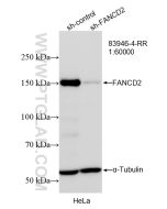 FANCD2 Recombinant monoclonal antibody Proteintech  83946-4-RR