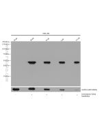 DYKDDDDK tag Monoclonal antibody (Binds to FLAG? tag epitope) Proteintech  66008-4-Ig