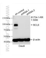 BCL6 Recombinant monoclonal antibody Proteintech  81754-1-RR