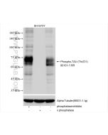 Phospho-TAU (Thr231) Recombinant monoclonal antibody Proteintech  80101-7-RR