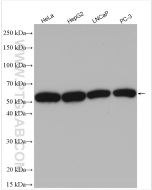 SHH Polyclonal antibody Proteintech  20697-1-AP