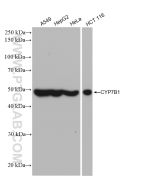 CYP7B1 Recombinant monoclonal antibody Proteintech  82927-1-RR