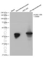 HA Tag Recombinant monoclonal antibody Proteintech  81290-1-RR